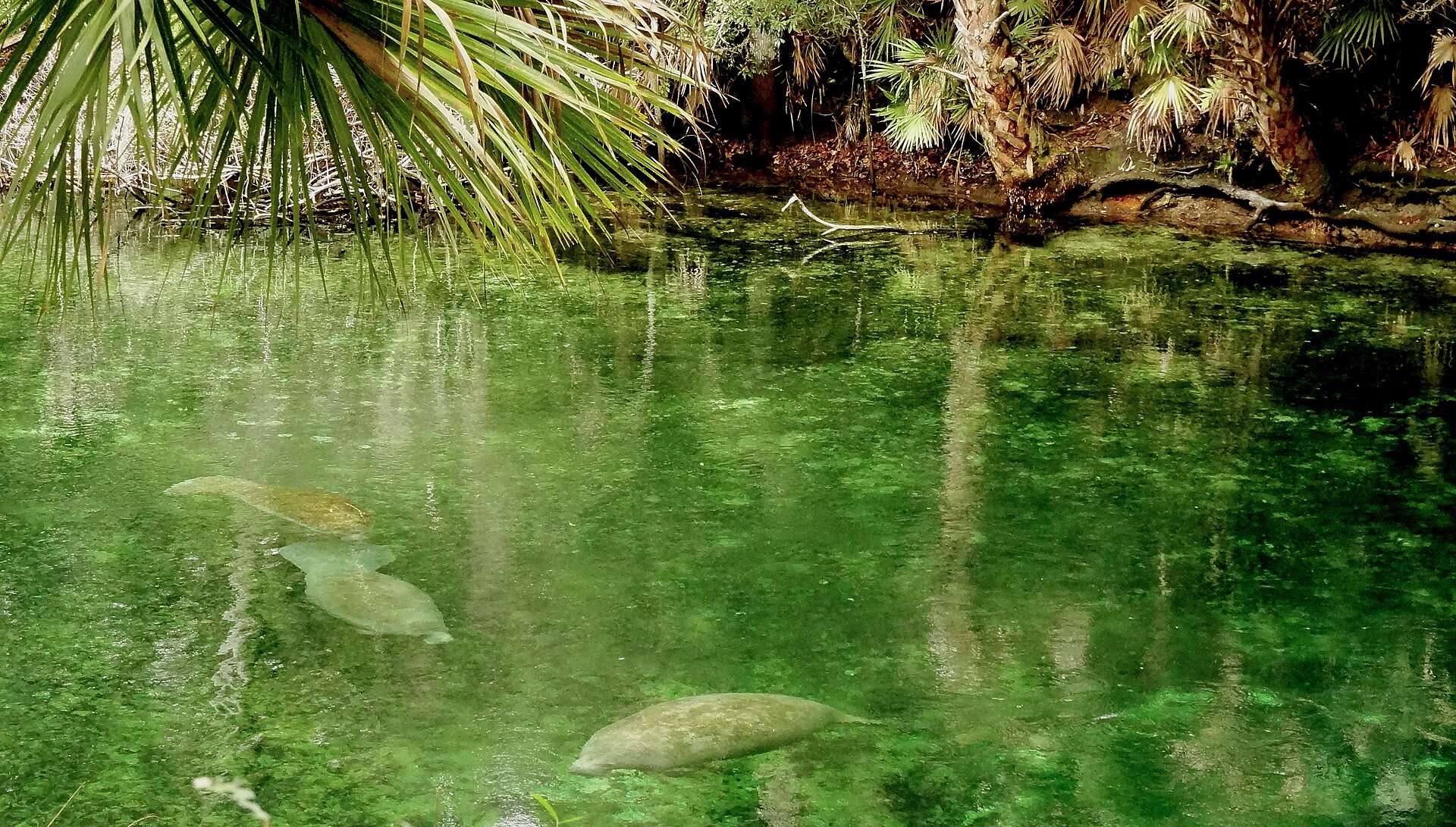 Manatees in the green water of Blue Spring