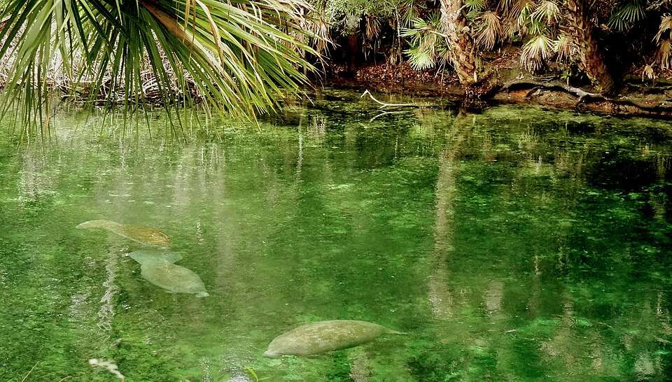 Manatees in the green water of Blue Spring
