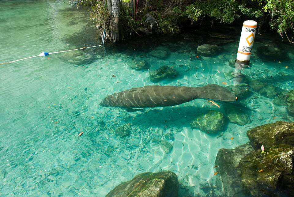 A manatee in the clear spring at Three Sisters, Crystal River